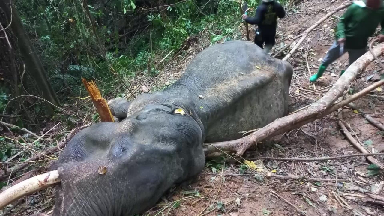 ช้างชรากรำงานหนัก ถูกใช้ลากไม้เถื่อน ล้มตายกลางป่าอุทยานฯ