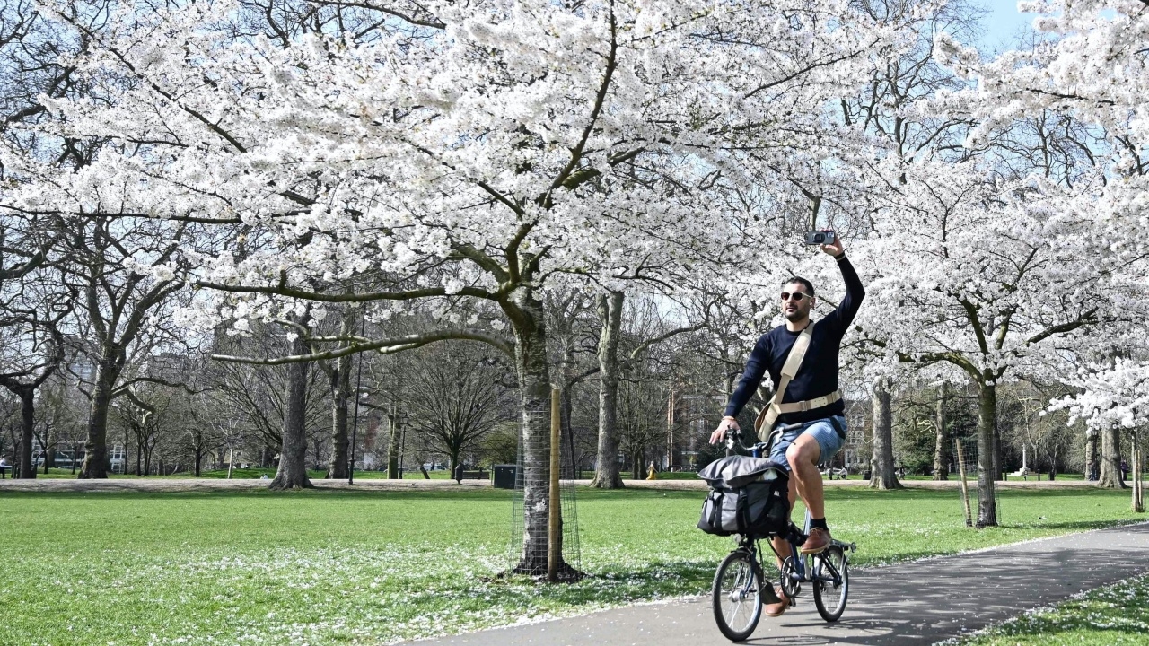 ชมภาพดอกซากุระบานสะพรั่ง แจกความสดใสทั่วโตเกียว ลอนดอน วอชิงตัน ดี.ซี.