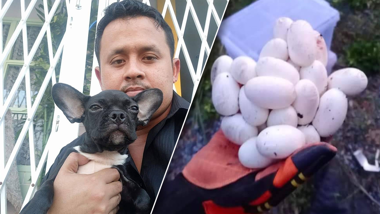 สุดอาลัยเจ้าตูบ สู้กับงูเห่าผัวเมียกกไข่ข้างกำแพงบ้าน ถูกงูกัดตาย