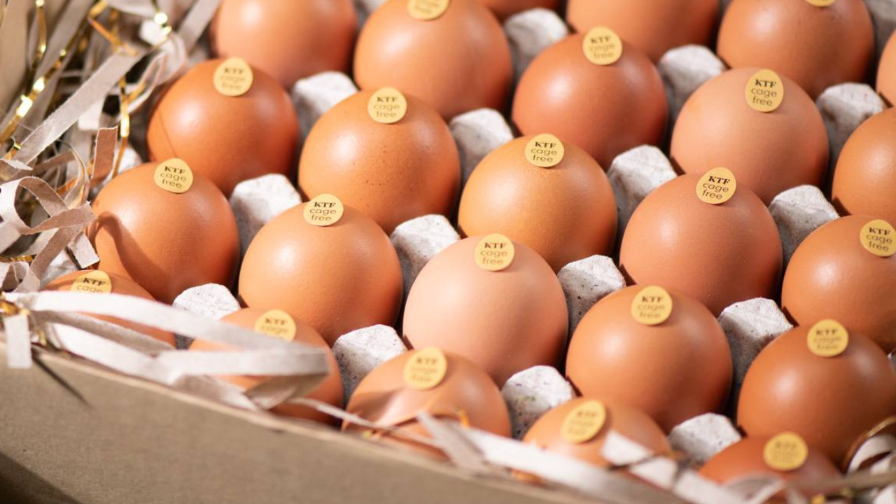 GFPT ส่งไข่ไก่ปลอดสารเคมี และฮอร์โมน เจาะตลาดกลุ่มพรีเมียม คนรักสุขภาพ