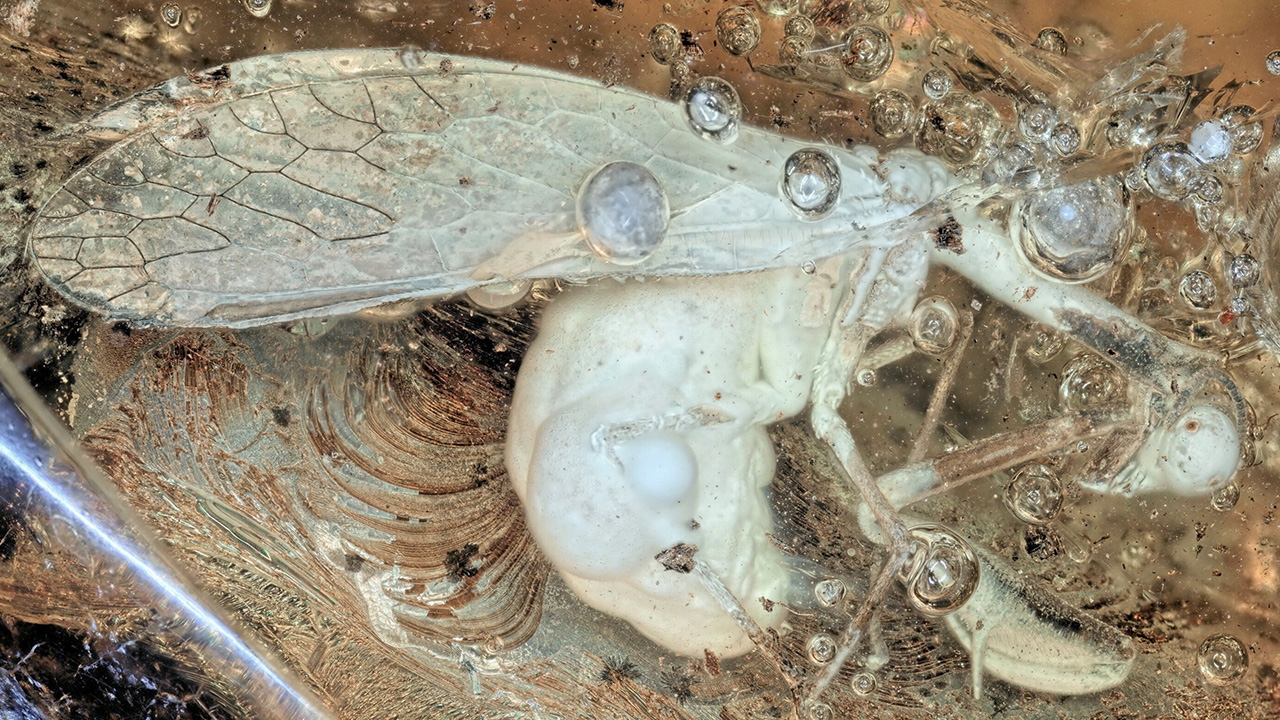 แมลงพันธุ์ปริศนา ฝังในอำพันอายุ 30 ล้านปี