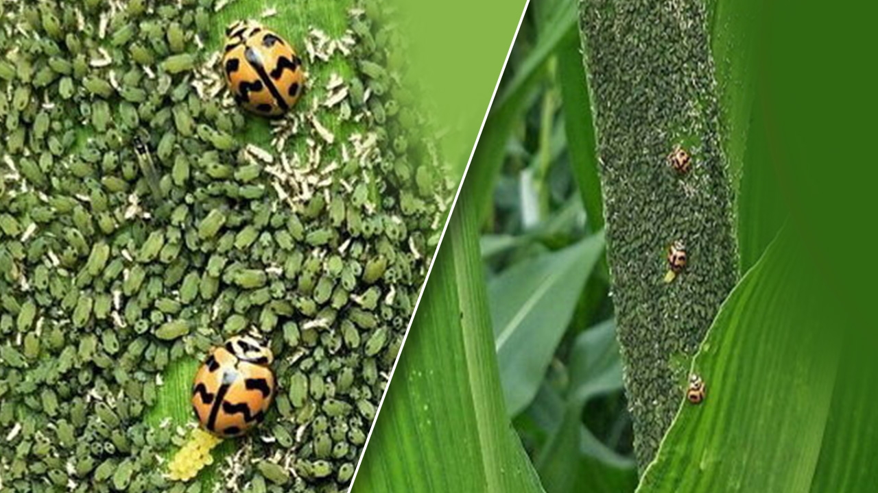 ข้าวโพดเตรียมรับมือเพลี้ยอ่อน