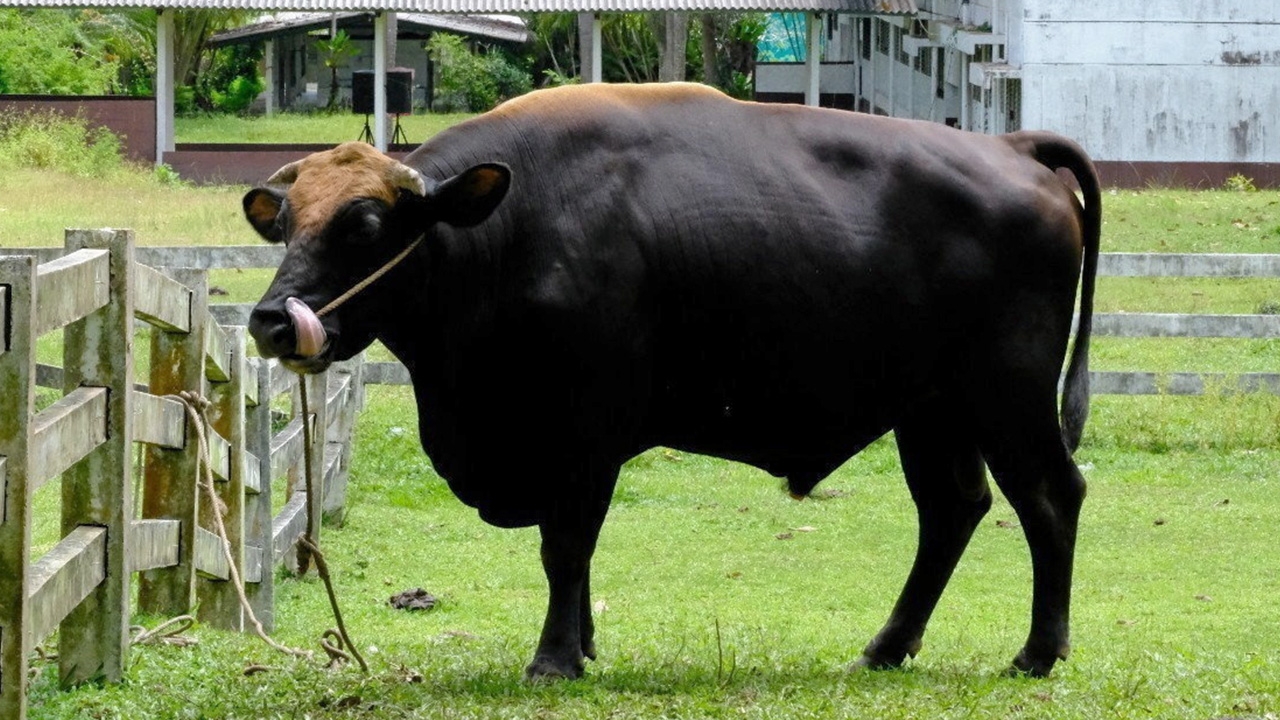 “โคทิง” อุบัติการณ์ธรรมชาติ ลูกครึ่งวัว-กระทิง สู่เจน 3