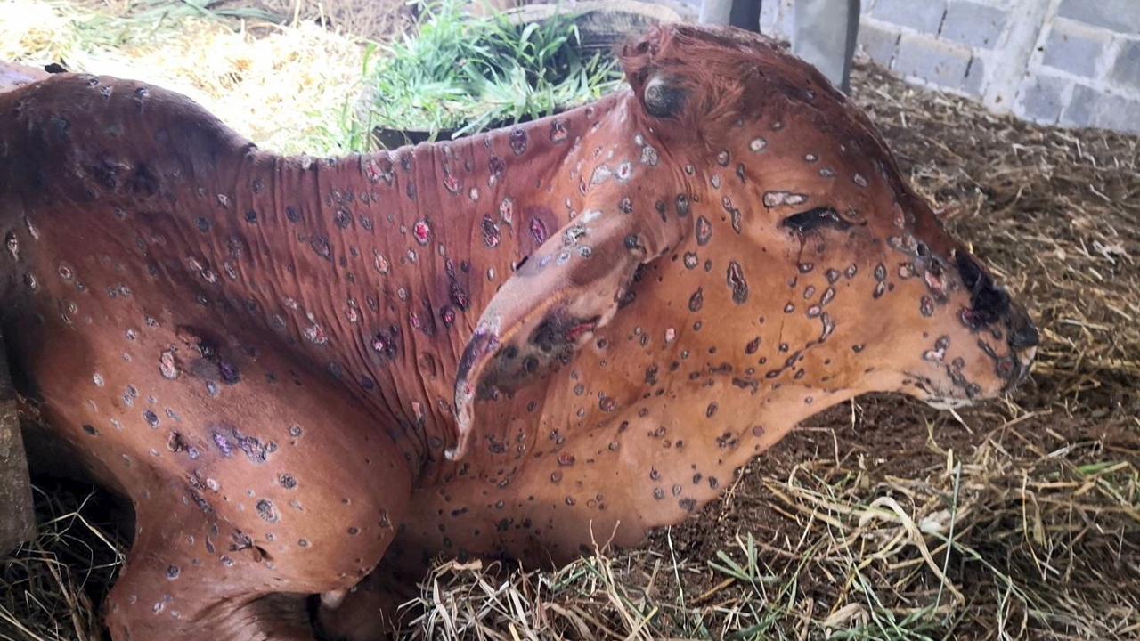 ปศุสัตว์ทำได้..วัคซีนลัมปี สกิน