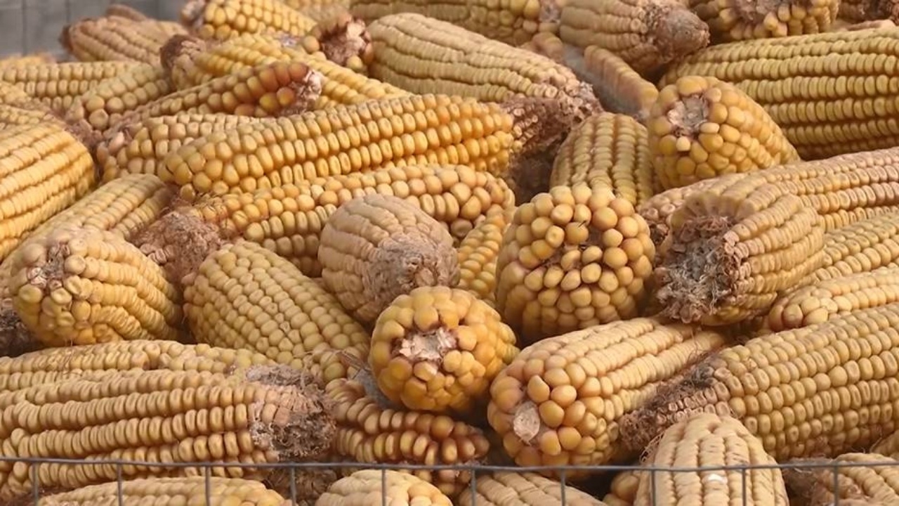ข้าวโพดจีนราคาพุ่ง ผลกระทบวิกฤติรัสเซีย-ยูเครน 