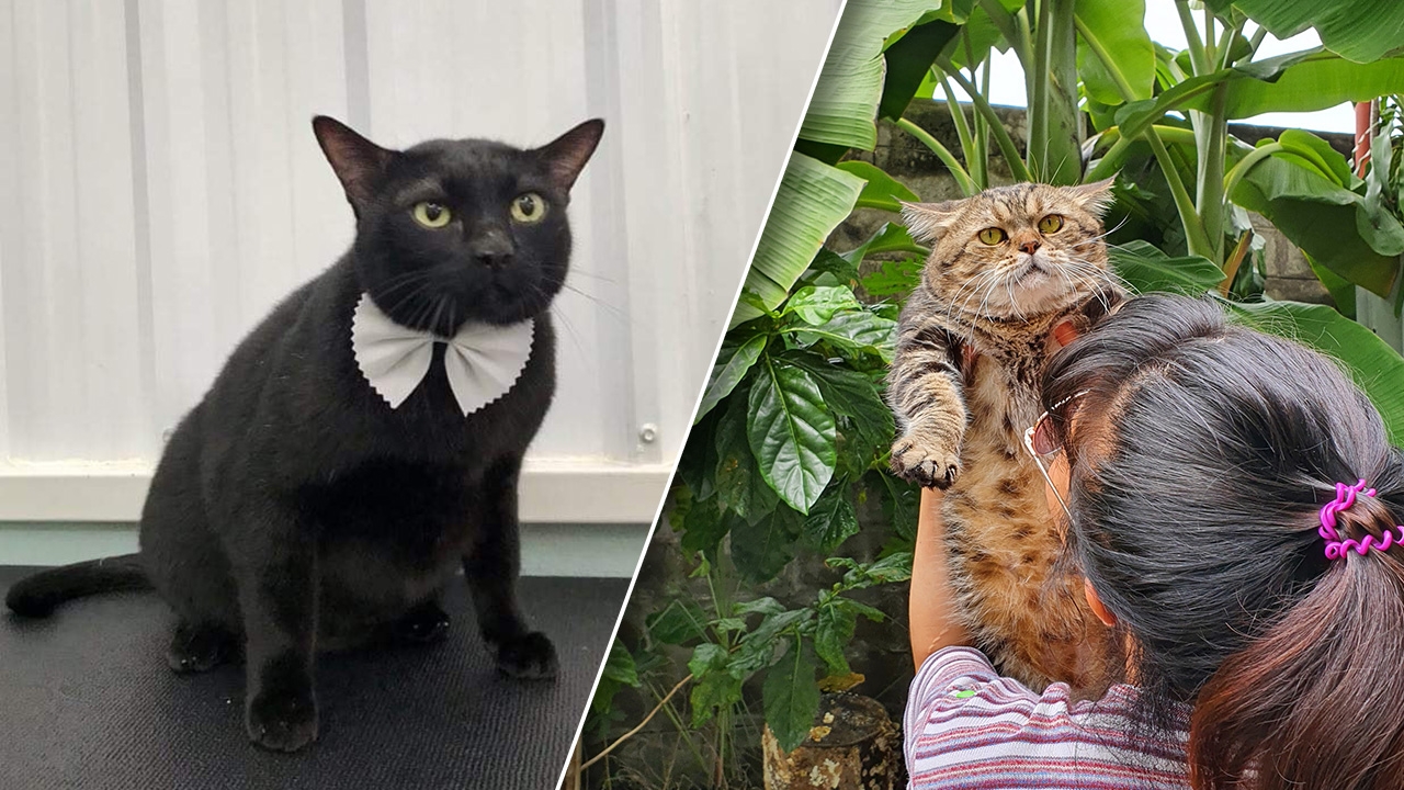 เผยโฉม 2 แสบ แมวอ้วนไม่ยอมหลบรถ น่ารัก พุงกลมตรงปก