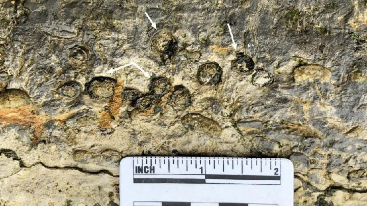 ตะลึง จีนพบ ฟอสซิลสัตว์เลื้อยคลานในทะเลยุคไดโนเสาร์ ชนิดใหม่ ยาว  3 ม.