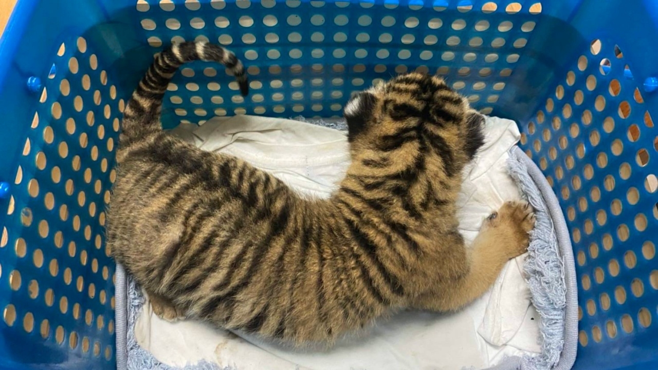 จับ 3 คนแก๊งค้าลูกเสือโคร่ง นำเข้าจากลาว ขายตัวละ 4 แสน