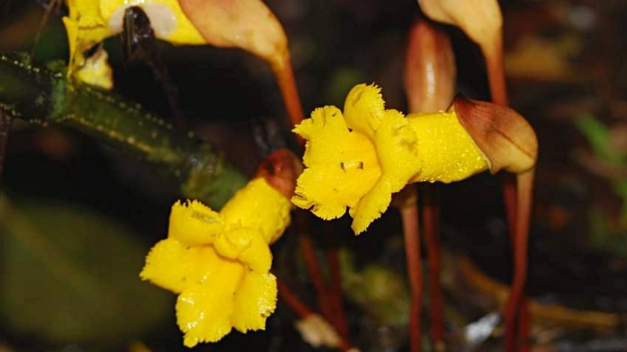 รู้จัก "ดอกดินเหลือง" พรรณไม้ชนิดใหม่ของโลก พบเพียงแห่งเดียวที่เขาสอยดาว