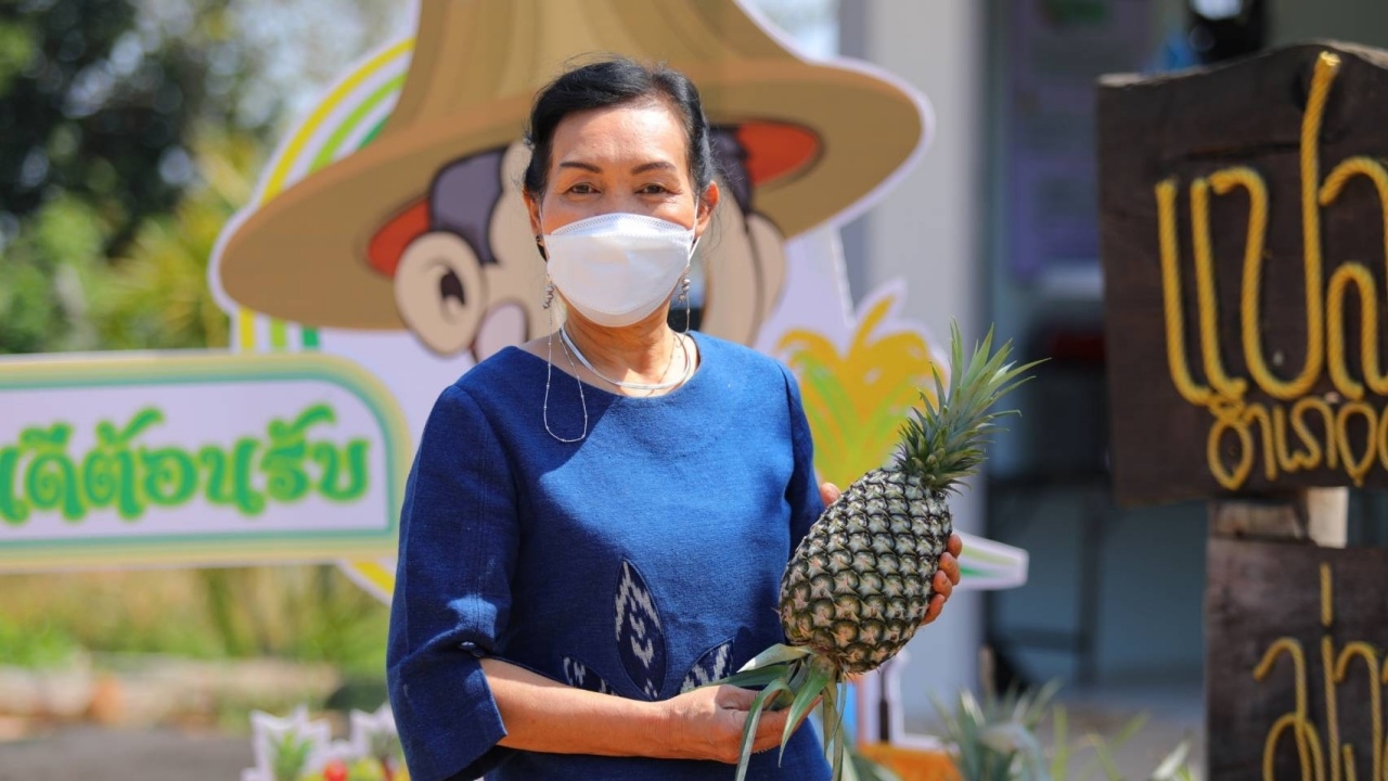 กสก. หนุนเกษตรกรแปลงใหญ่ศรีเชียงใหม่ พัฒนาสับปะรด จนได้รับมาตรฐาน GAP