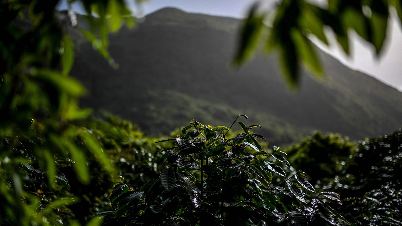 ความสูงเกษตรกรยุคแรก ในยุโรปผิดไปจากที่คาด