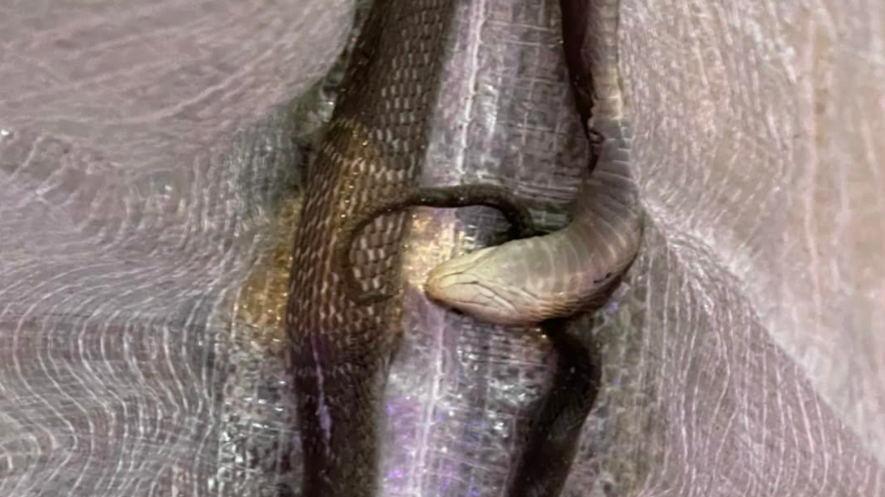 อุทาหรณ์ เด็กวัย 3 ขวบ เข้าห้องน้ำคนเดียว โดนงูพ่นพิษใส่ดวงตา 2 ข้าง