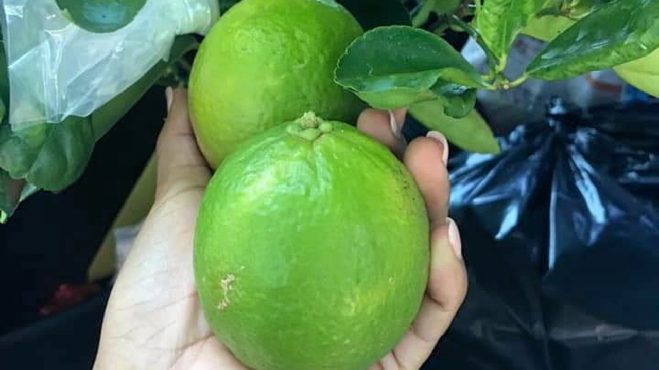 คนทัพฟ้า...รุ่นใหม่สร้างตัว เดินตามพ่อสานต่อมะนาวสร้างชีวิต