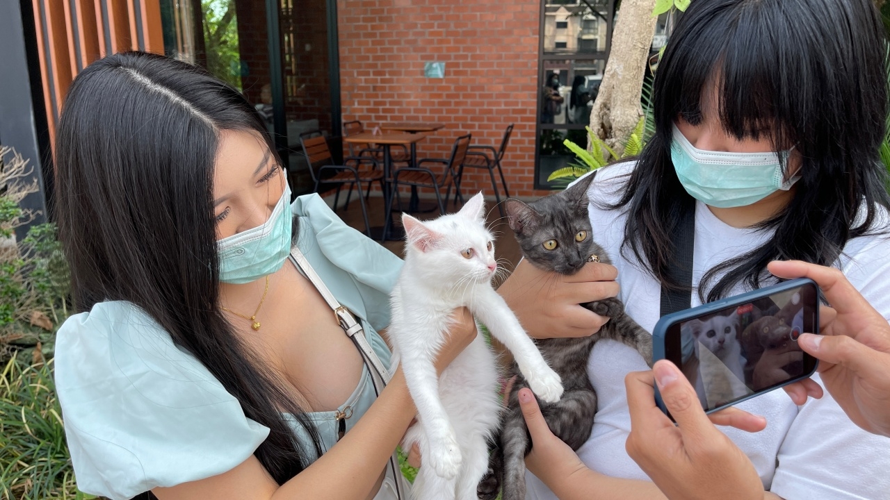 สาวทาสแมวโดน "ย้อมแมว" ซื้อเปอร์เซียได้แมวบ้าน แต่ก็รักทิ้งกันไม่ลง  