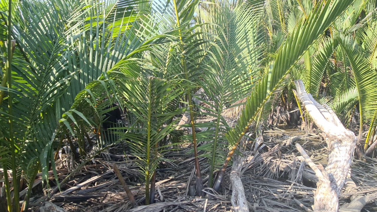 พบแล้วหนุ่ม 34 คนหาปูหาย 3 วันเป็นศพอืดริมป่าชายเลน ถูกตัวเงินตัวทองแทะ