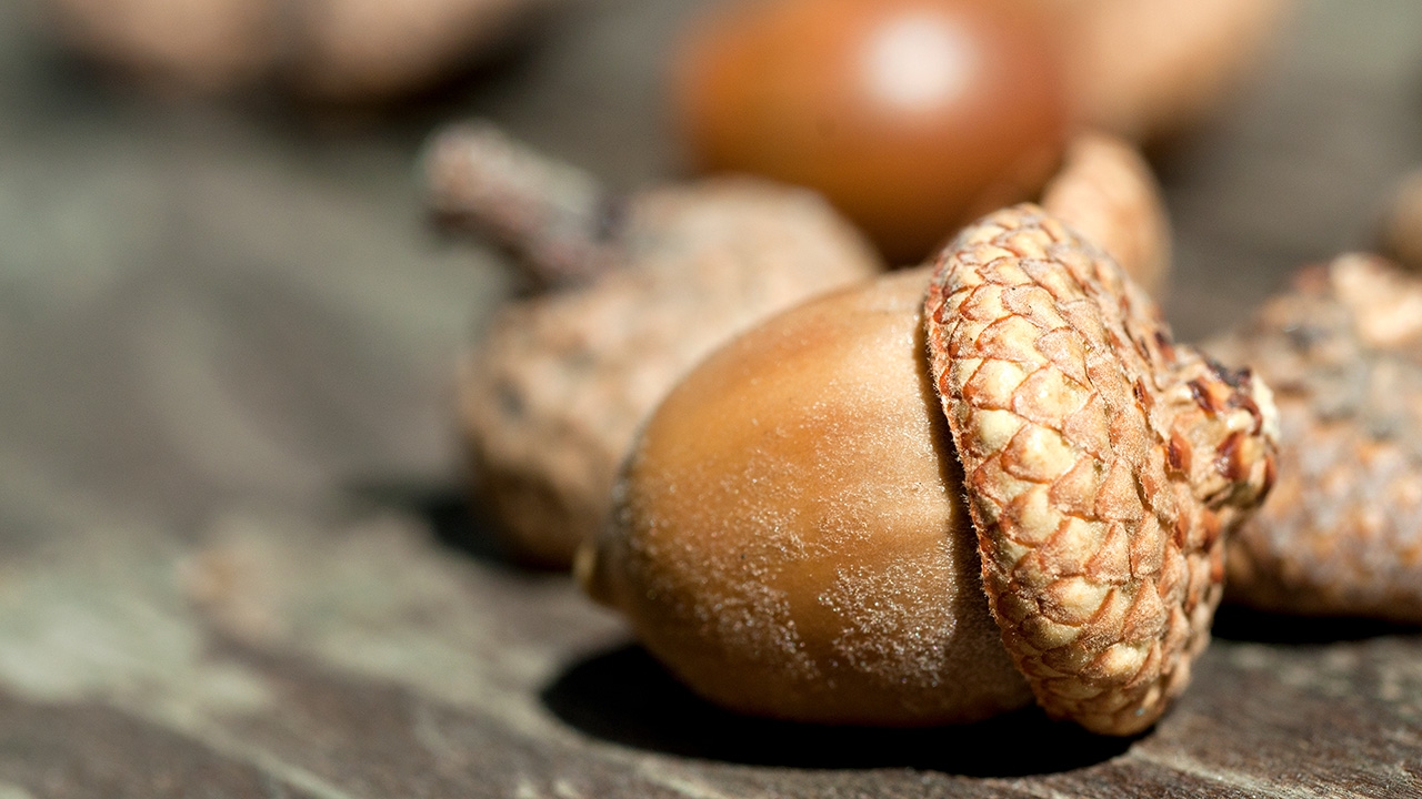 ปิดตำนานสแครท