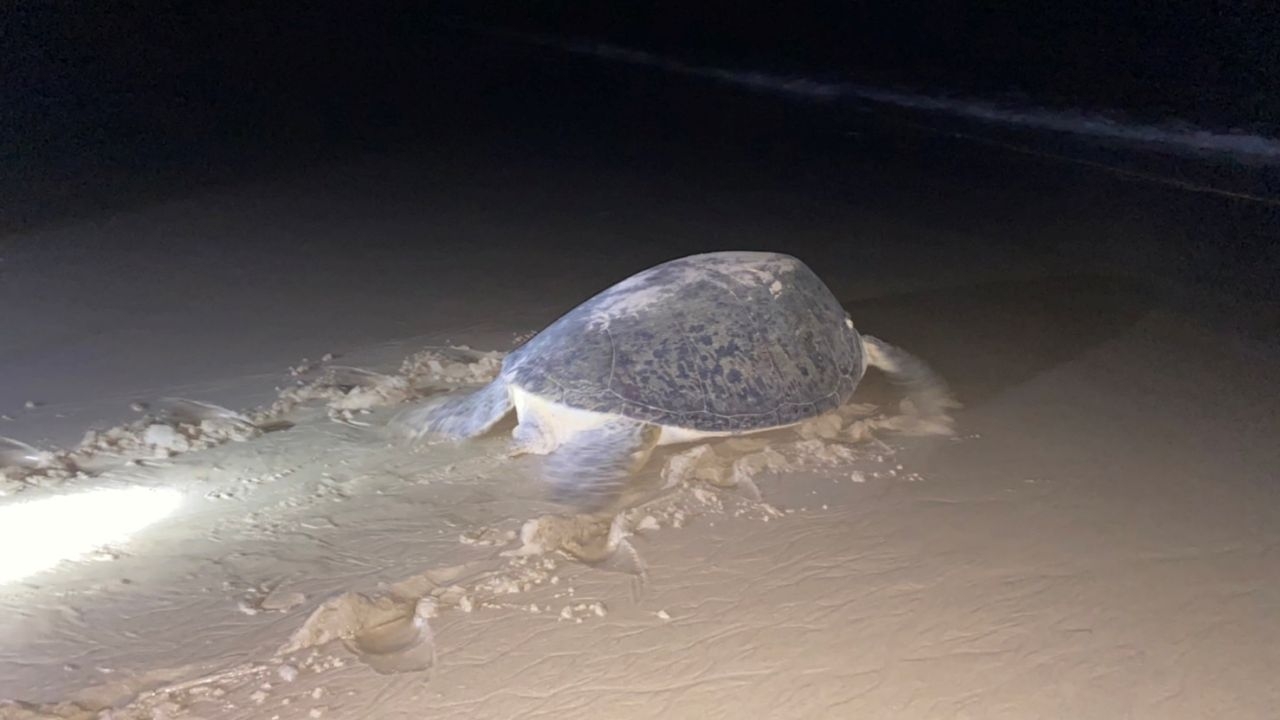 แม่เต่าตนุตัวใหญ่ ขึ้นมาวางไข่รับหยุดยาวสงกรานต์ ที่หาดเขาหน้ายักษ์พังงา