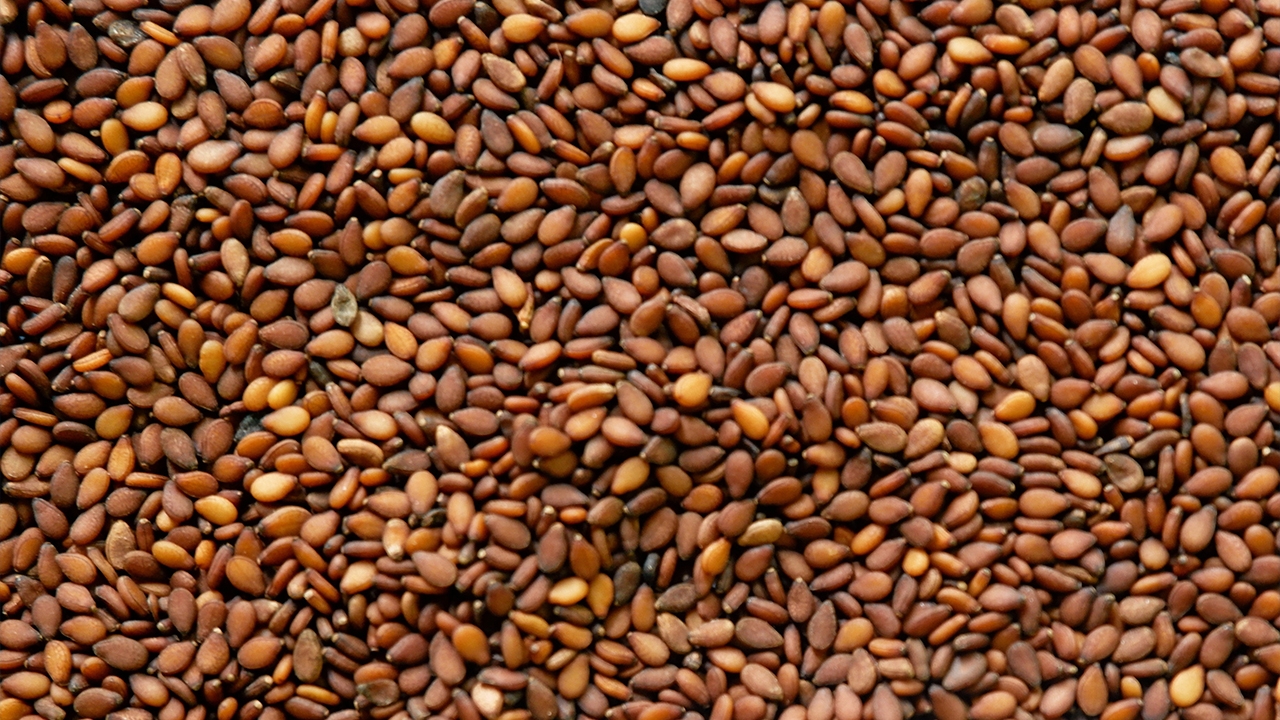 กรมวิชาการเกษตร เปิดตัวงาแดงพันธุ์ใหม่ “อุบลราชธานี 3”