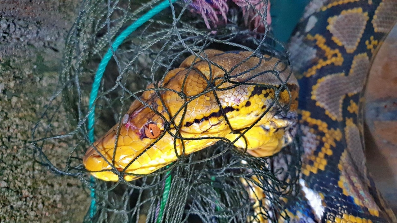 ไอ้เหลือมได้ใจ ซัดไก่ชน 11 ตัว วกกลับมาหวังโซ้ยยกเล้า ก่อนถูกจับได้