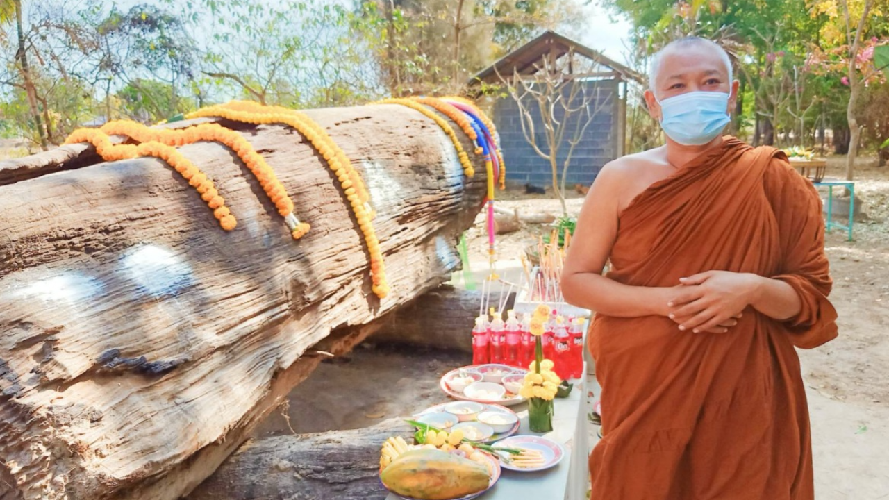 แห่กราบตะเคียนยักษ์เต่างอย เพิ่งขึ้นจากน้ำ งวดแรกให้เลขถูกเลย  