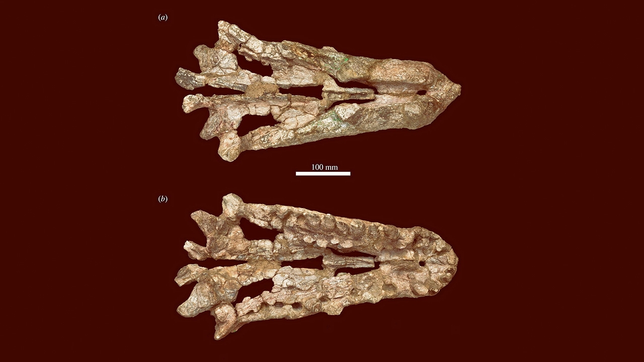อาร์โคซอร์ชนิดใหม่ พบในแทนซาเนีย