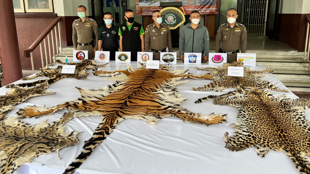 ตร.ปทส. บุกรวบ 3 ผู้ต้องหาล่าสัตว์ป่า และจำหน่ายซากสัตว์คุ้มครอง