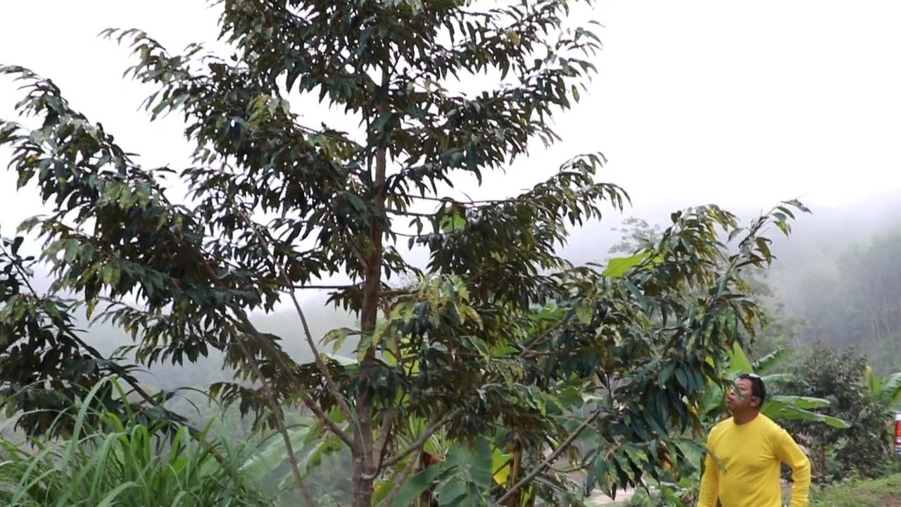 สวนทุเรียนอารมณ์ดีที่พังงา เปิดเพลงให้ฟังวันละ 2 รอบแค่ 3 ปีออกดอกแล้ว