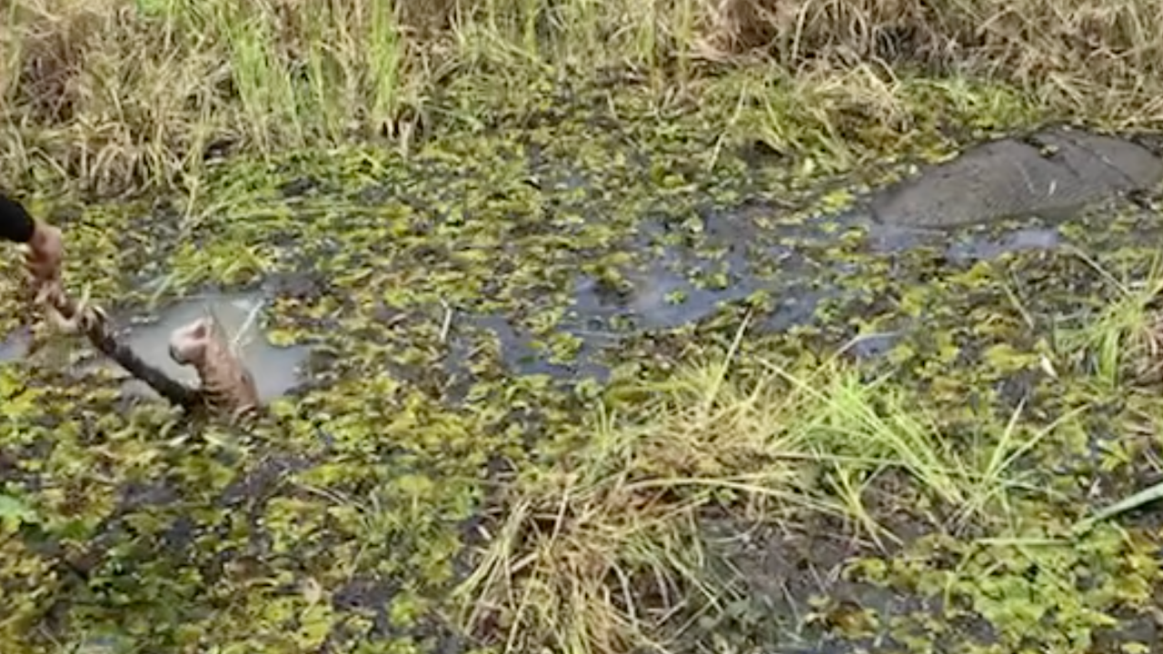 "หมอล็อต" เผยคลิปสุดน่ารัก บอกเกิดมาเพิ่งเคยเจอ "ช้างป่า" ดำน้ำหนีหมอ