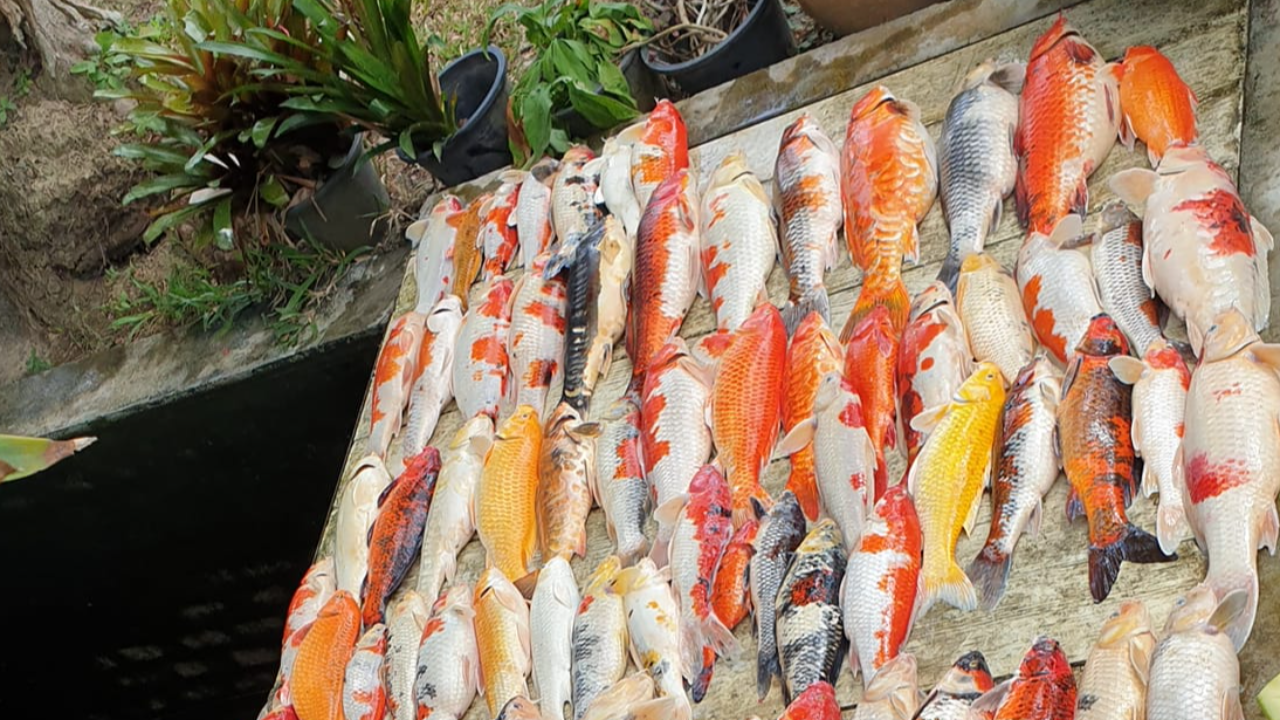 หนุ่มเศร้า คืนเดียวปลาคาร์ปตายยกบ่อ หลังญาติปิดออกซิเจนถ่ายรูปแล้วลืมเปิด