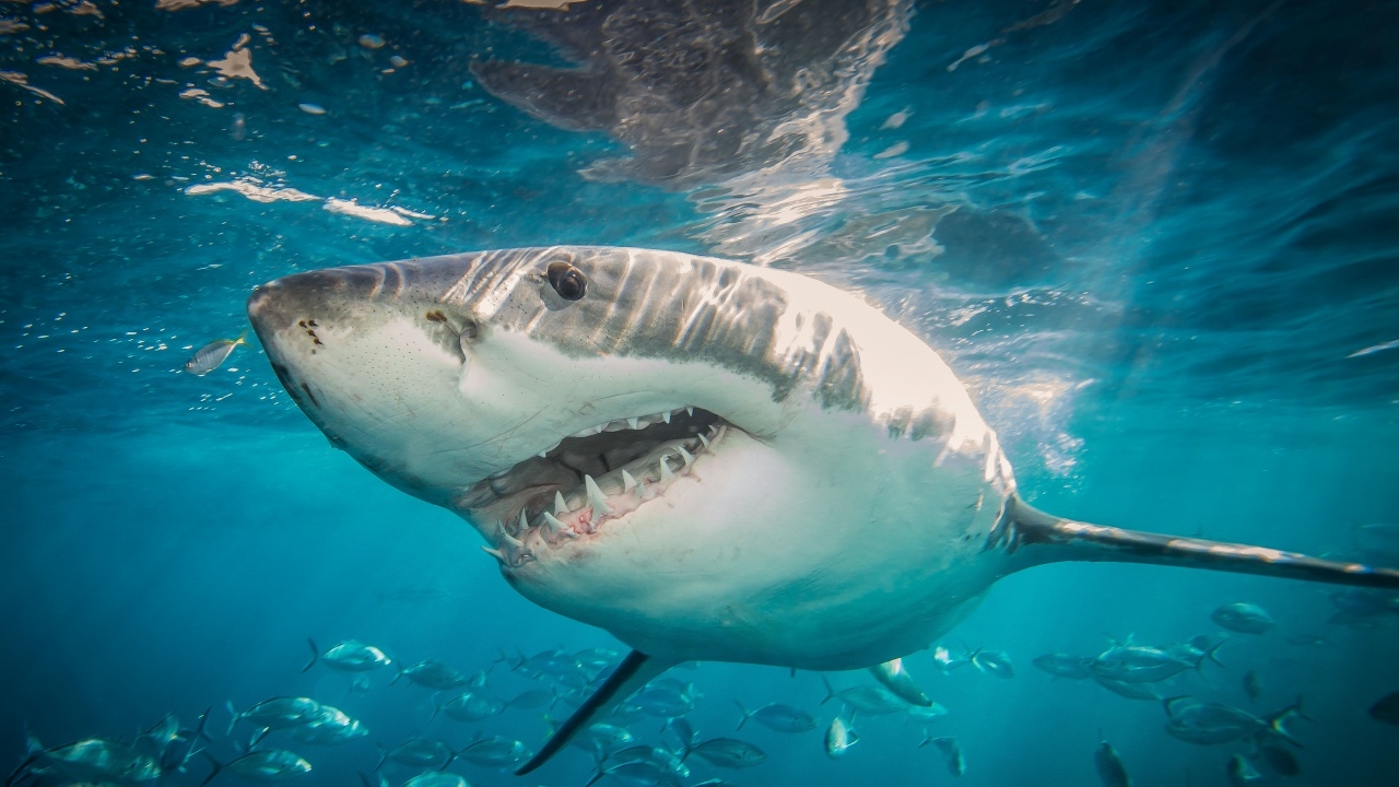 สุดสยอง ฉลามยักษ์ขย้ำกินคน ร่างขาด 2 ท่อน ดับสลด ที่หาดดังในซิดนีย์ 
