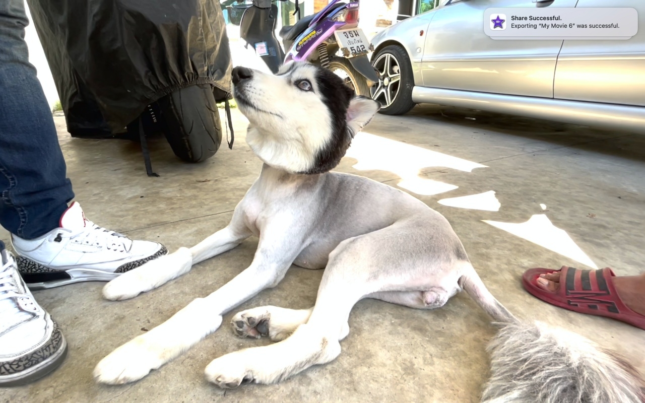 น้องหมาหาย 4 วัน กลายร่างเป็นสิงโต เจ้าของขอบคุณคนช่วยตัดขน 