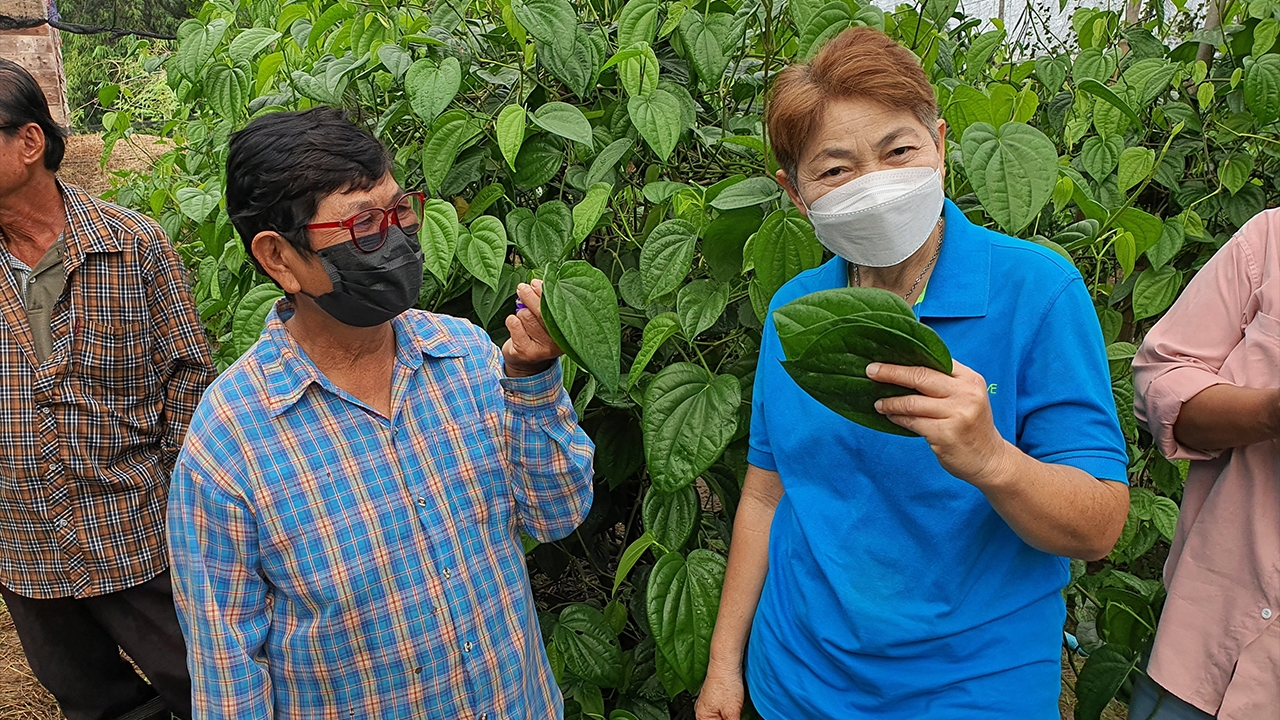 ปลูกพลูโกอินเตอร์