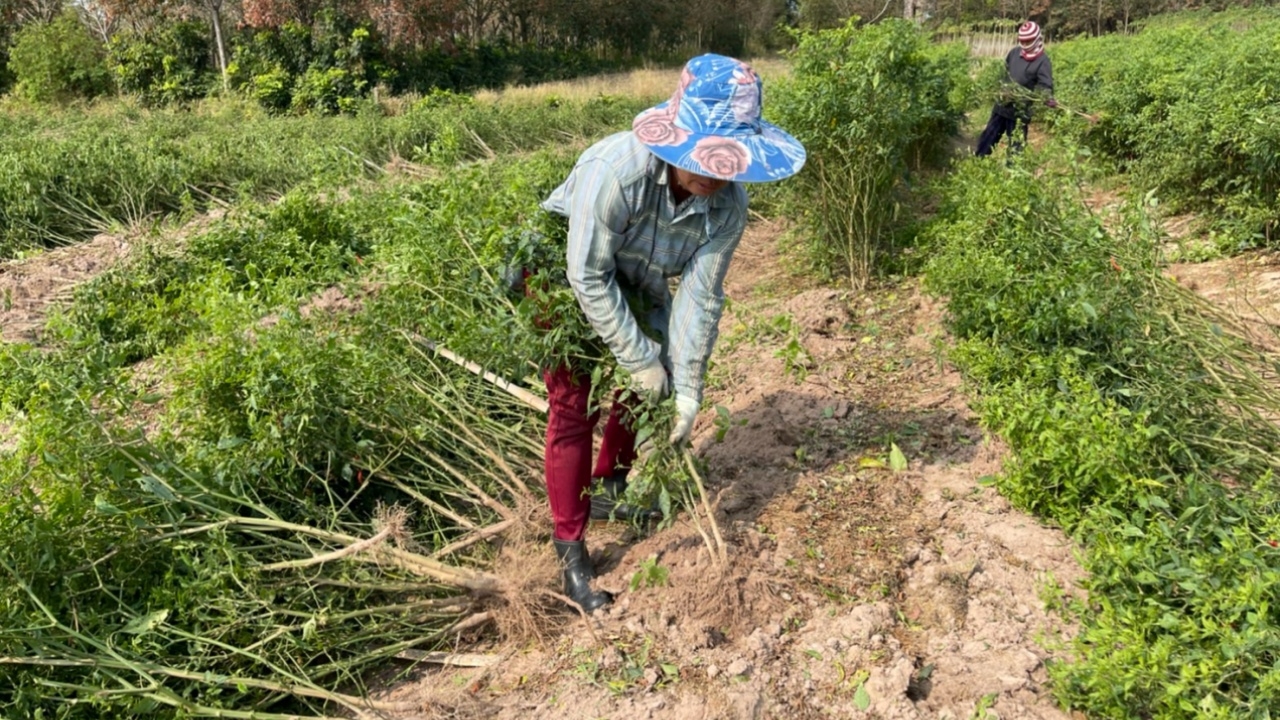 ชาวสวนครวญ พริกสดราคาดิ่ง ต้องถอนทิ้ง พร้อมให้เก็บกินฟรี