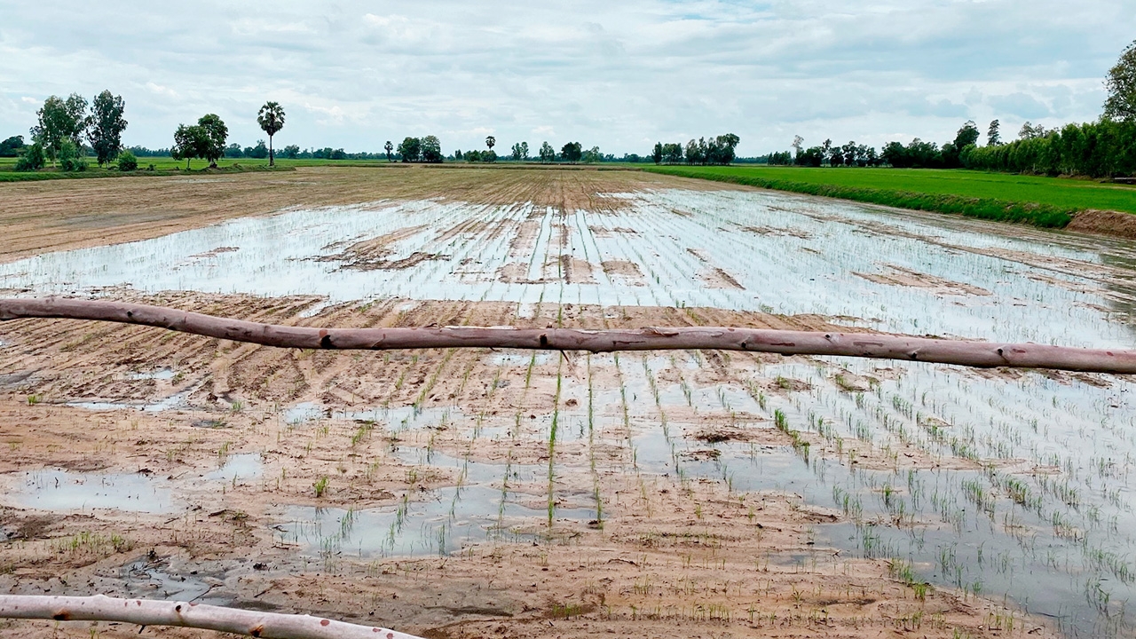 วิทยาศาสตร์ เทคโนโลยี นวัตกรรม พลิกทุ่งกุลาร้องไห้ เป็นแผ่นดินทอง