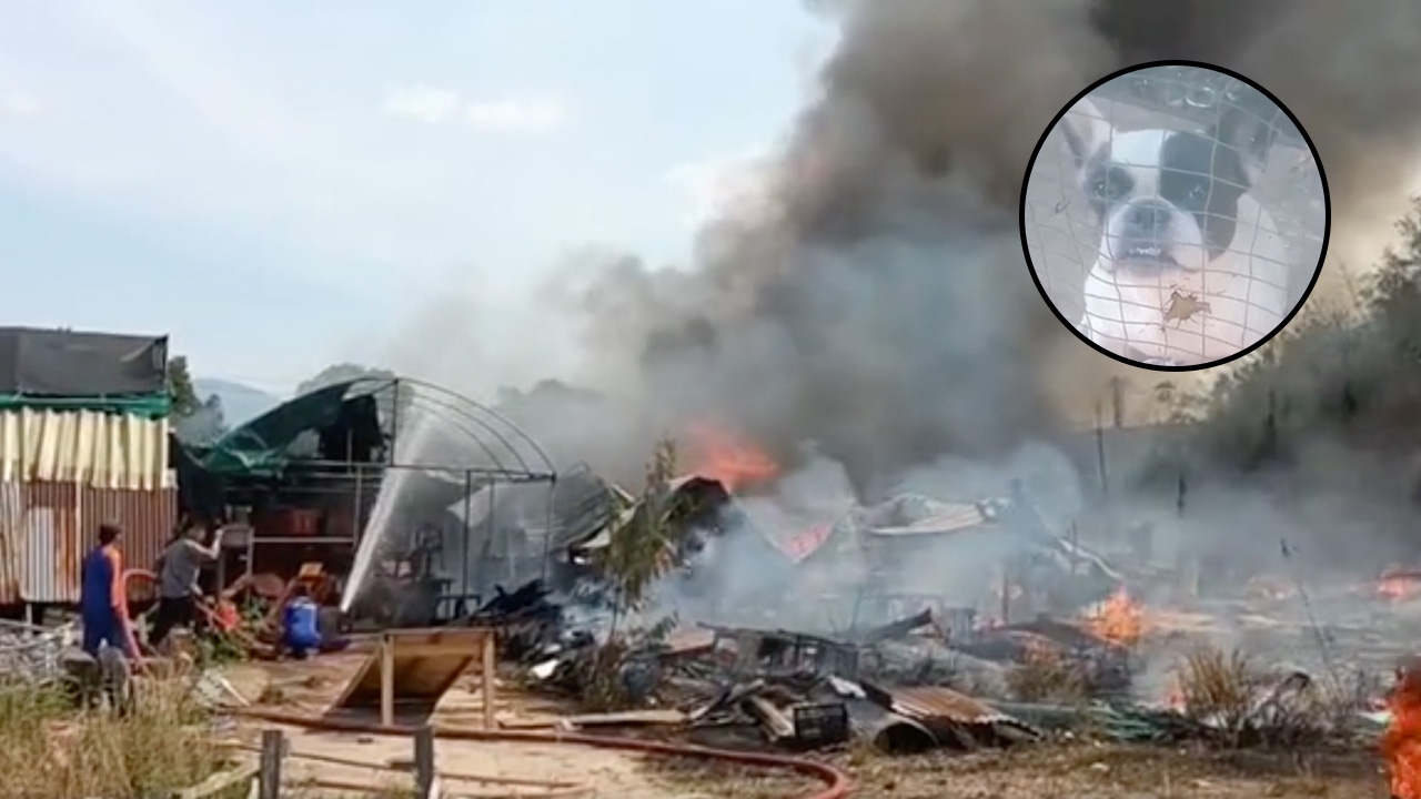 ไฟไหม้หญ้าลามเข้าร้านซ่อมเฟอร์นิเจอร์ไม้วอด คลอกสลดน้องหมากว่า 20 ตัว