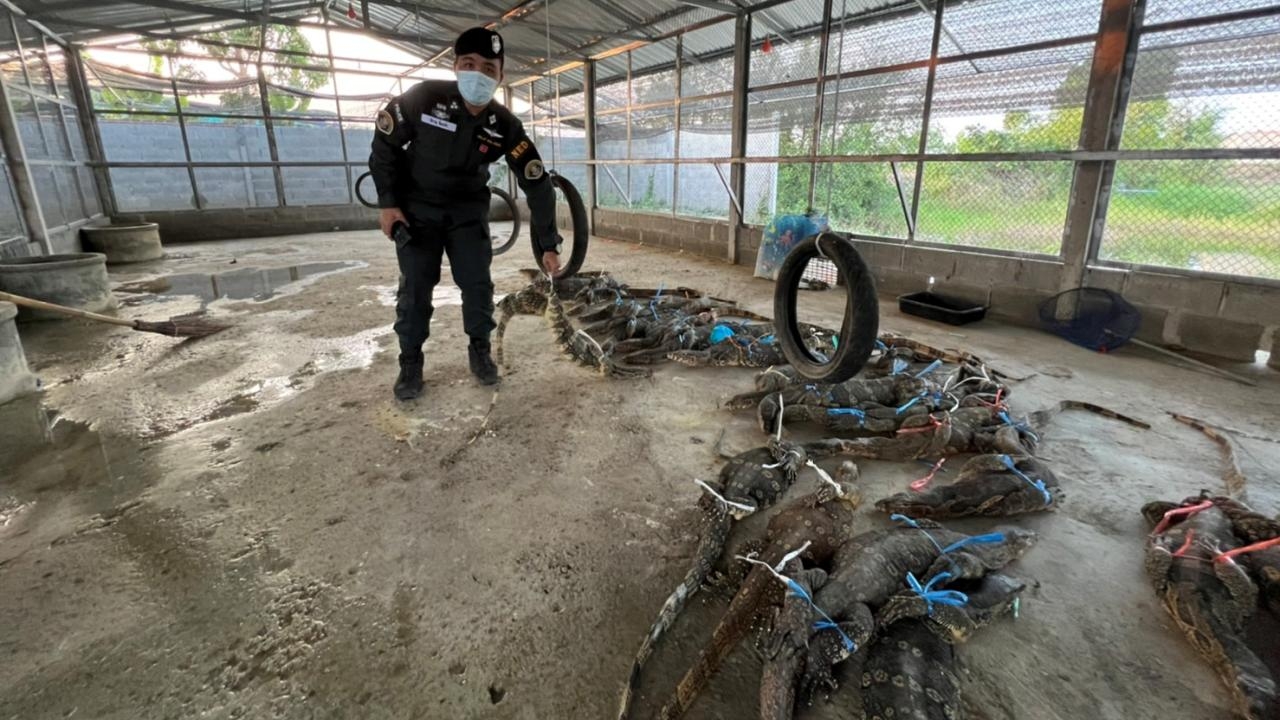 ปทส.และพญาเสือ บุกจับฟาร์มหมูเก่าที่พิจิตร ลอบค้าลิงแสม และตัวเหี้ย