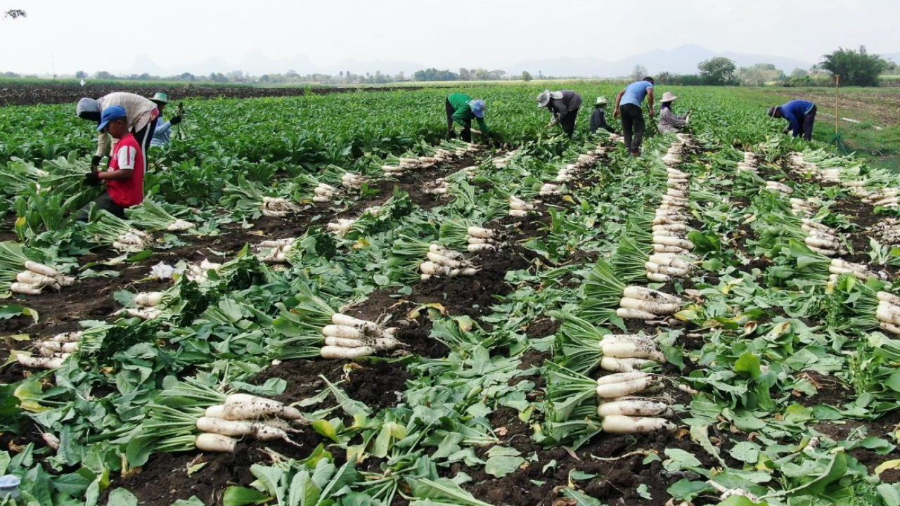 หัวไชเท้าราคาดี ชาวสวนจ้างคนงานเพิ่ม เร่งเก็บขายช่วงตรุษจีน 