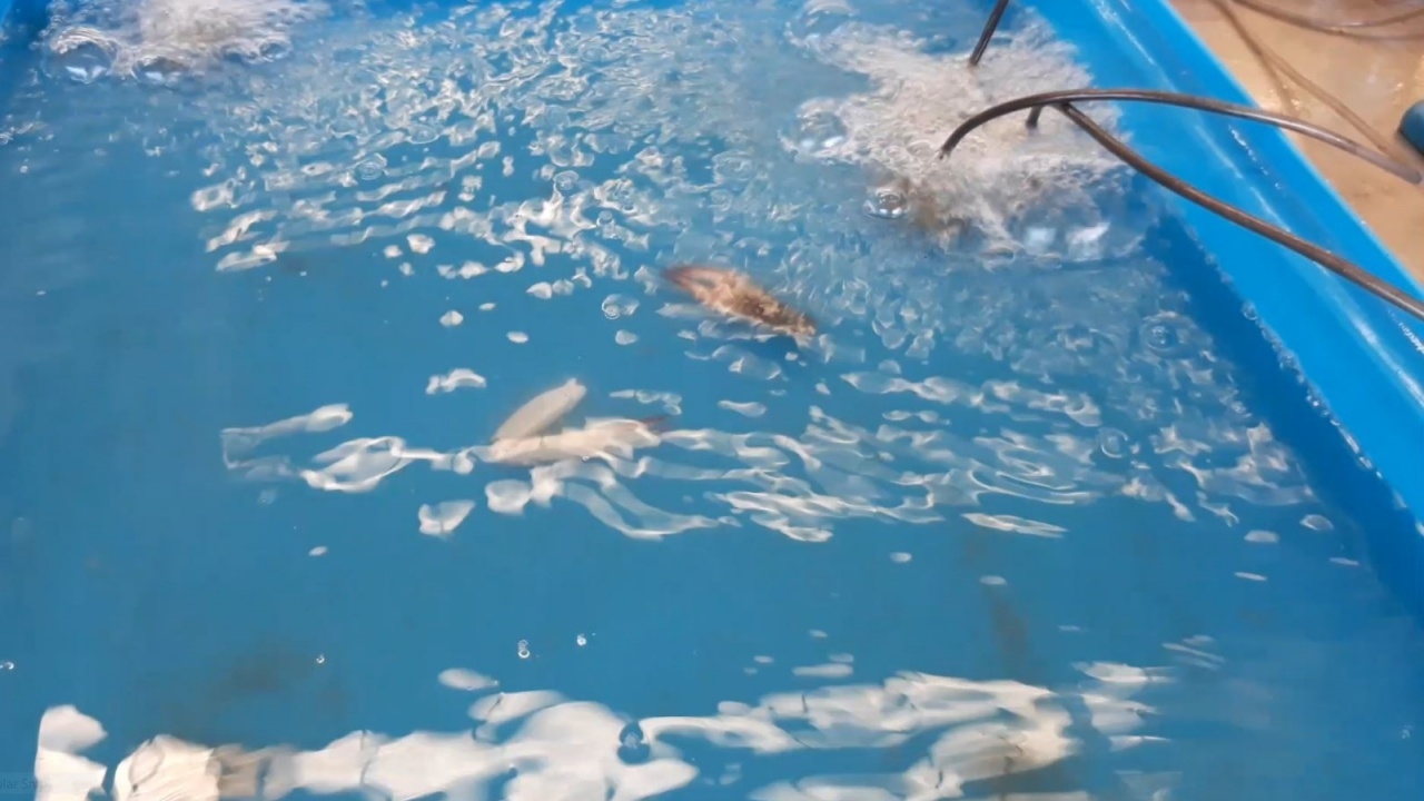 น้ำมันรั่วทะเลระยอง กระทบชาวประมงออกทะเลไม่ได้แล้ว ไม่มีปูม้าขายตรุษจีน