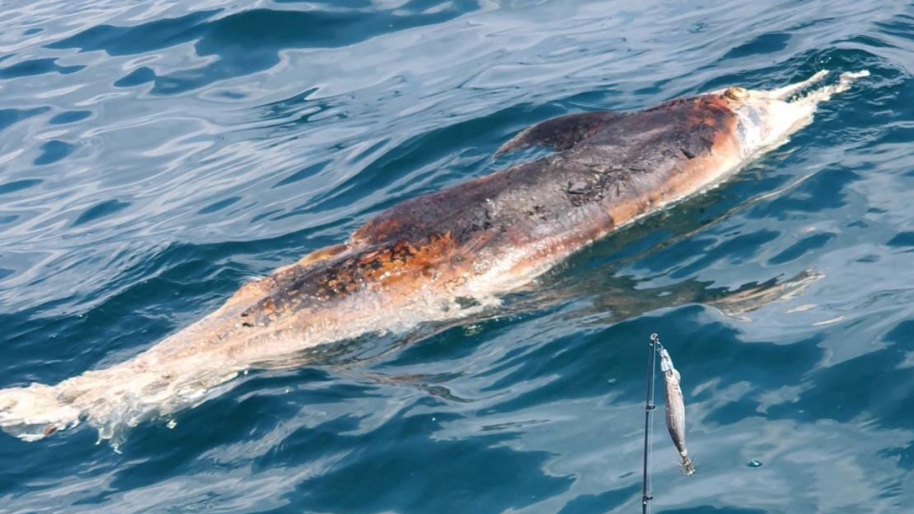 หนุ่มเศร้าพบซาก "โลมา" ลอยตายใกล้หาดแม่รำพึง คาดพิษน้ำมันดิบรั่ว 