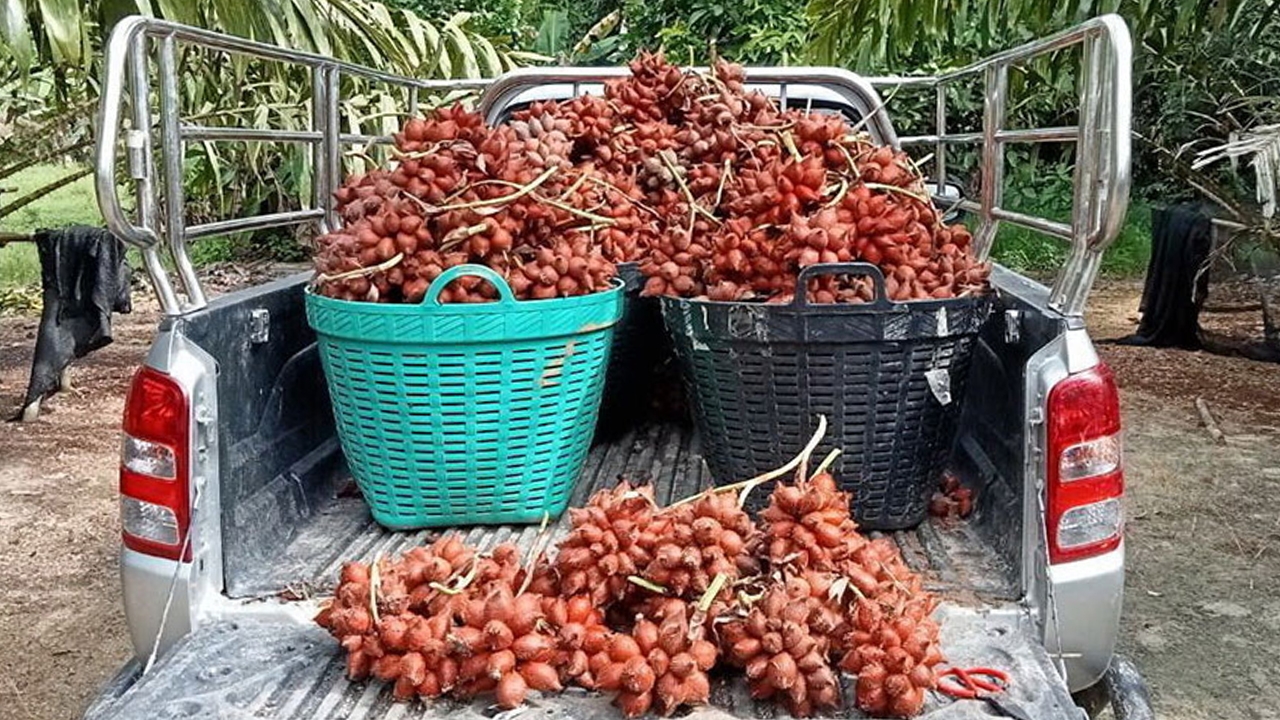 สวนสละไร้สารเคมีให้ผลผลิตทั้งปี ทำยังไงได้เดือนละแสน