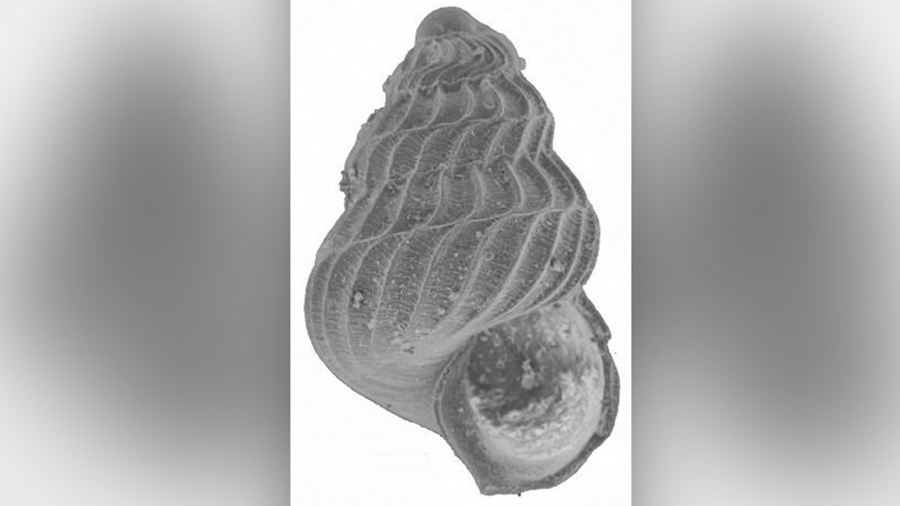 การวิจัยฟอสซิลเปลือกหอย ไขเคมีในมหาสมุทรโบราณ