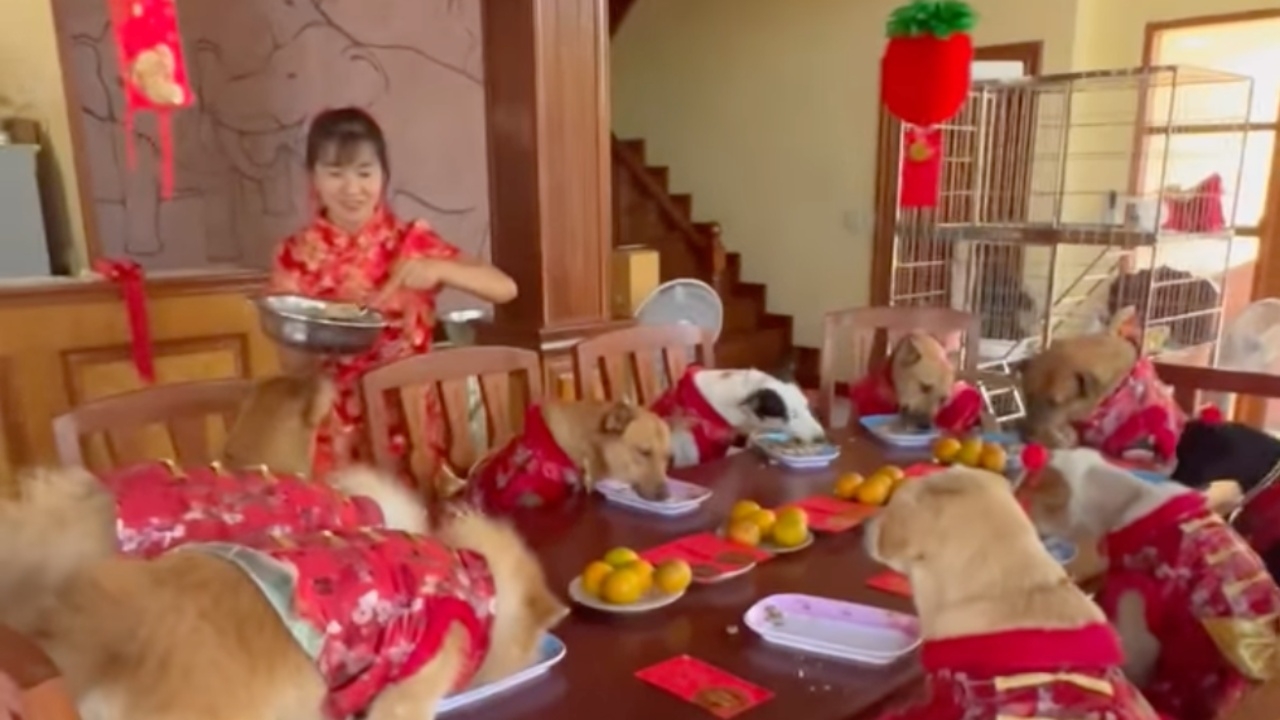 แปลงโฉมน้องหมา เป็น "ตี๋-หมวย" แจกอั่งเปา เป็นอาหารบนโต๊ะหรู รับ "ตรุษจีน" (คลิป)