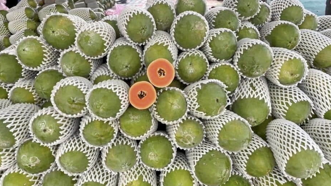 ปีทองมะละกอ