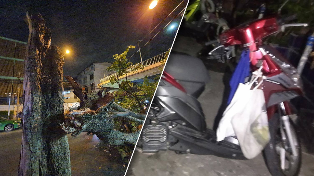 หมวกกันน็อกช่วยไว้ ต้นประดู่ขนาดใหญ่หักโค่นทับหนุ่มวินมอเตอร์ไซค์รอดหวุดหวิด