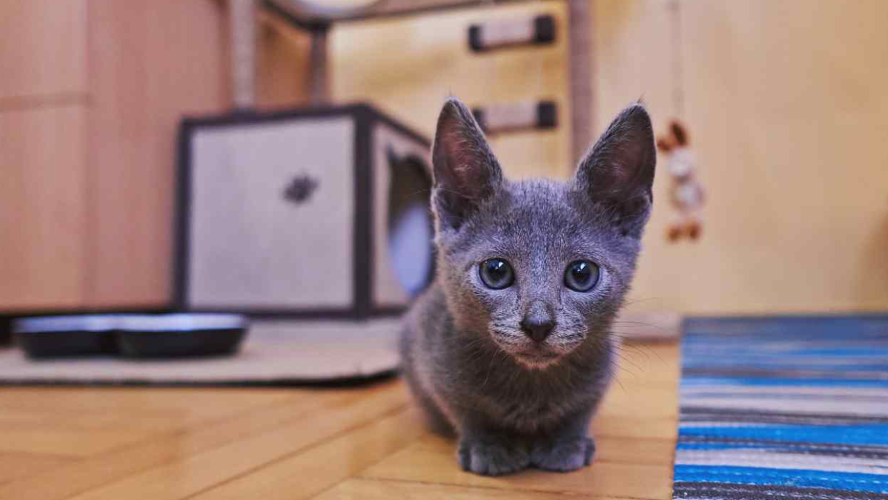 รู้จักแมวรัสเซียนบลู (Russian Blue Cat) ราคานำเข้าหลักแสน