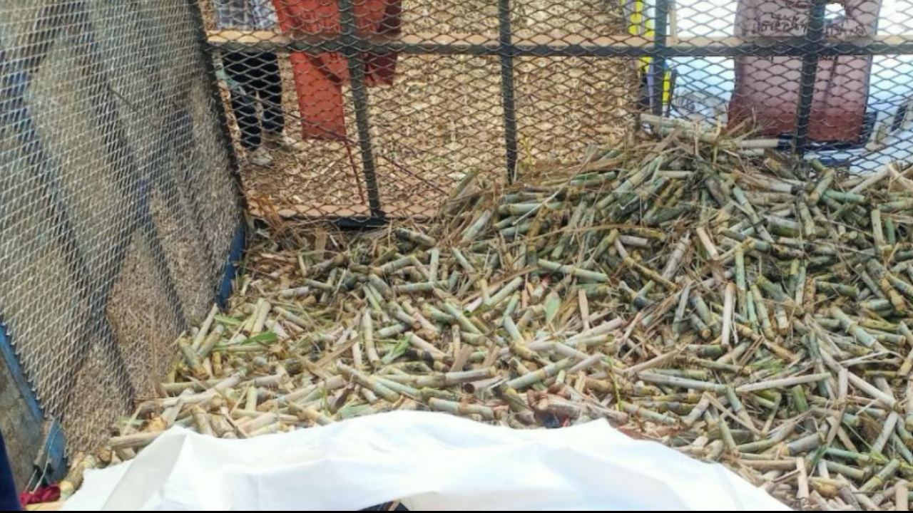 สยอง รถตัดอ้อยดึงร่างคนงาน เข้าไปสับเป็นท่อนเหมือนสับอ้อย