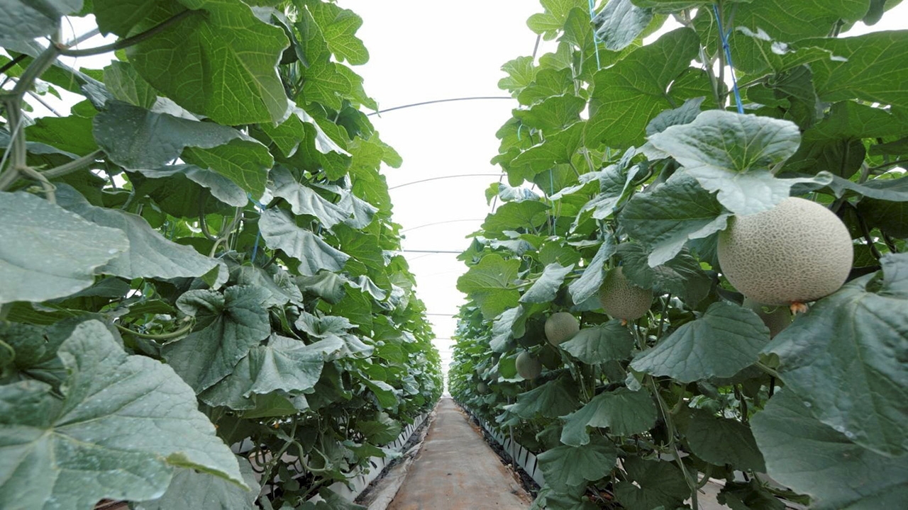 เมล่อนญี่ปุ่น 2 สายพันธุ์ใหม่ เกรดพรีเมียม ปลูกได้ทุกภาค