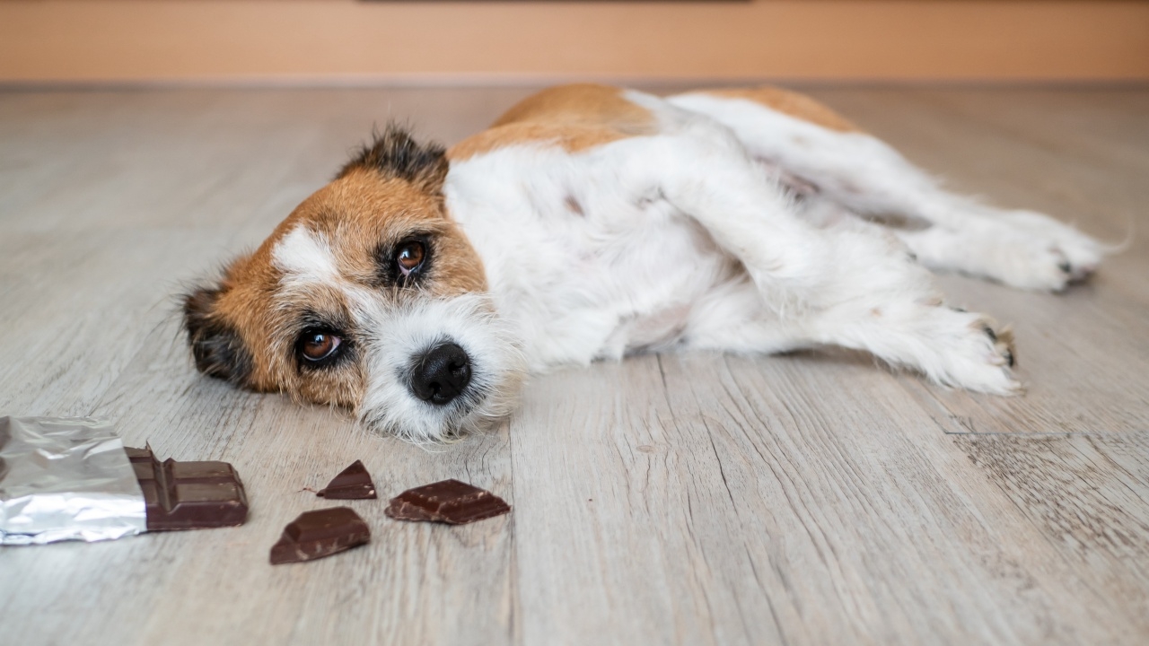 อาจารย์เจษฎา เตือนห้ามให้ สุนัข กินช็อกโกแลต อันตรายถึงชีวิต