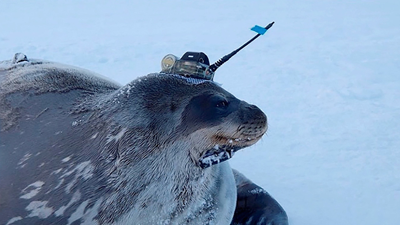 แมวน้ำช่วยเก็บข้อมูลใต้น้ำแข็งแอนตาร์กติก