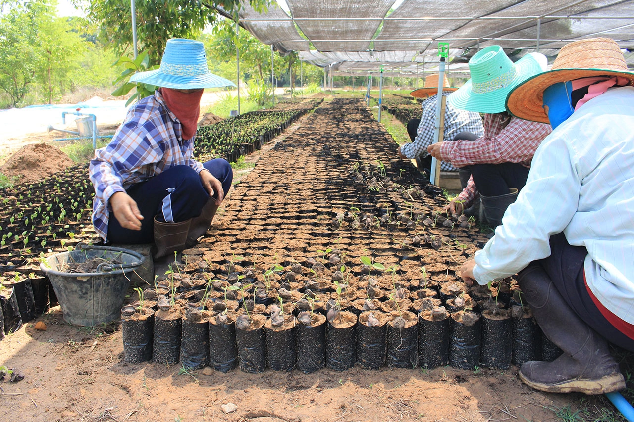 “วราวุธ” เร่งนำ โมเดล BCG แก้ปัญหายากจน สั่งกรมป่าไม้ลุยเพาะเชื้อเห็ดไมคอร์ไรซาในกล้าไม้วงศ์ยาง